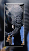 Elephant Wallpaper اسکرین شاٹ 2