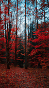 Forest Wallpaper پوسٹر