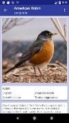 Bird Identifier screenshot 3