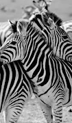Zebra Print Wallpapers screenshot 1