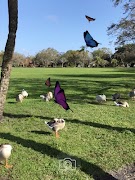 AR Butterflies screenshot 7