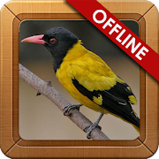 Suara Burung Kepodang Gacor Plakat