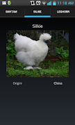 Chickens 101 ảnh chụp màn hình 1