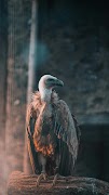 Eagle Wallpaper اسکرین شاٹ 5