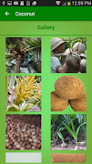 Coconut ảnh chụp màn hình 5
