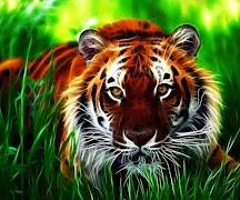 Wild Tiger Puzzle Screenshot 3