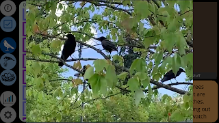 Crow Scientist ảnh chụp màn hình 4