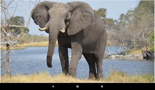 코끼리 이미지 스크린샷 6