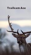 Trailcam Ace gönderen