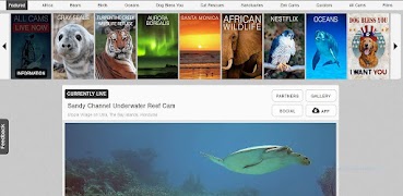 Live Documentary Animals Cartaz