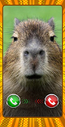 Capybara Funny calling screenshot 5