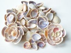 برنامه‌نما Craft Shells عکس از صفحه