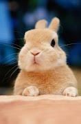 Rabbit wallpaper скриншот 3