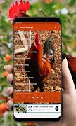 Rooster Crowing Ringtones screenshot 3