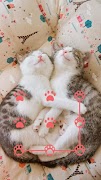 AppLock Theme Cute Cat 海报