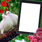 Love Birds Insta DP : Bird DP  screenshot 5