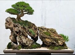 Bonsai-Baumarten Screenshot 1