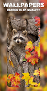 Raccoon Wallpapers screenshot 4