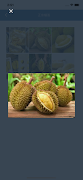 Happy Durian screenshot 4