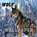 wallpapers wolf