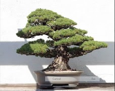 Poster tipi di alberi bonsai