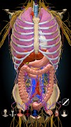 Anatomy Learning By Dr. Blanco screenshot 7