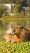 Capybara Wallpaper screenshot 4