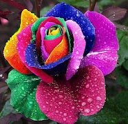 Exotic Flowers screenshot 3