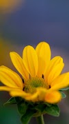 Sunflower Wallpapers 截图 1