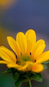 Sunflower Wallpapers screenshot 1