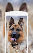 German Shepherd Wallpaper poster