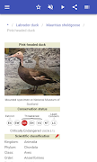 Duck screenshot 3