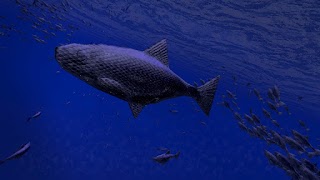 Be a Fish - VR Simulator screenshot 3