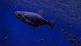 Be a Fish - VR Simulator اسکرین شاٹ 3