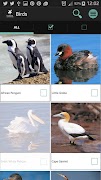 Sasol Birds for Beginners 截图 1