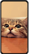 Cat Wallpapers โปสเตอร์