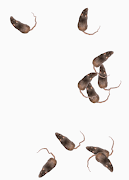 3 Schermata Mice Attack