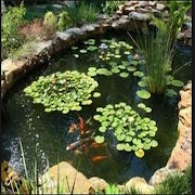 Fish Pond screenshot 7