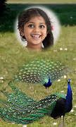 Peacock Photo Frames HD ภาพหน้าจอ 1