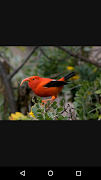 7 Schermata Birds Book