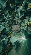 Broccoli Wallpaper اسکرین شاٹ 6