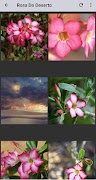 Desert rose screenshot 3