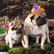 Dogs Jigsaw Puzzles screenshot 2