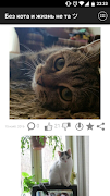 Без кота и жизнь не та ツ скриншот 1