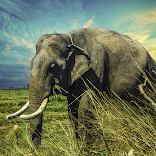 Elephant wallpapers Free HD