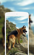 5 Schermata German Shepherd Wallpaper