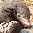 Pangolin Wallpaper aplikacja