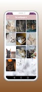 Cats wallpapers اسکرین شاٹ 3
