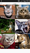 Cats sounds screenshot 4