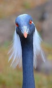 Bird Wallpapers 截图 4